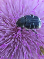 Trichiotinus texanus