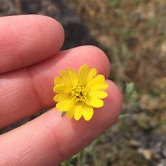 Calycadenia truncata