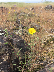 Calycadenia truncata