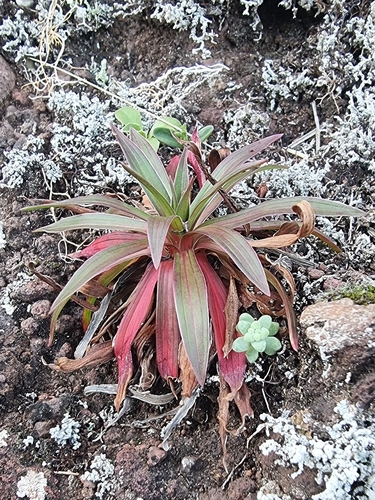 Armeria maderensis (Armeria maderensis)