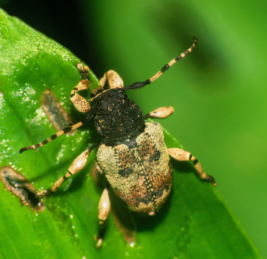 Eupromerella nigroapicalis