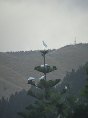 Cacatua galerita galerita