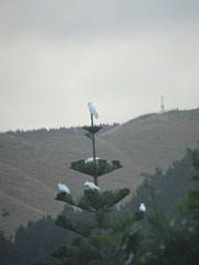 Cacatua galerita galerita