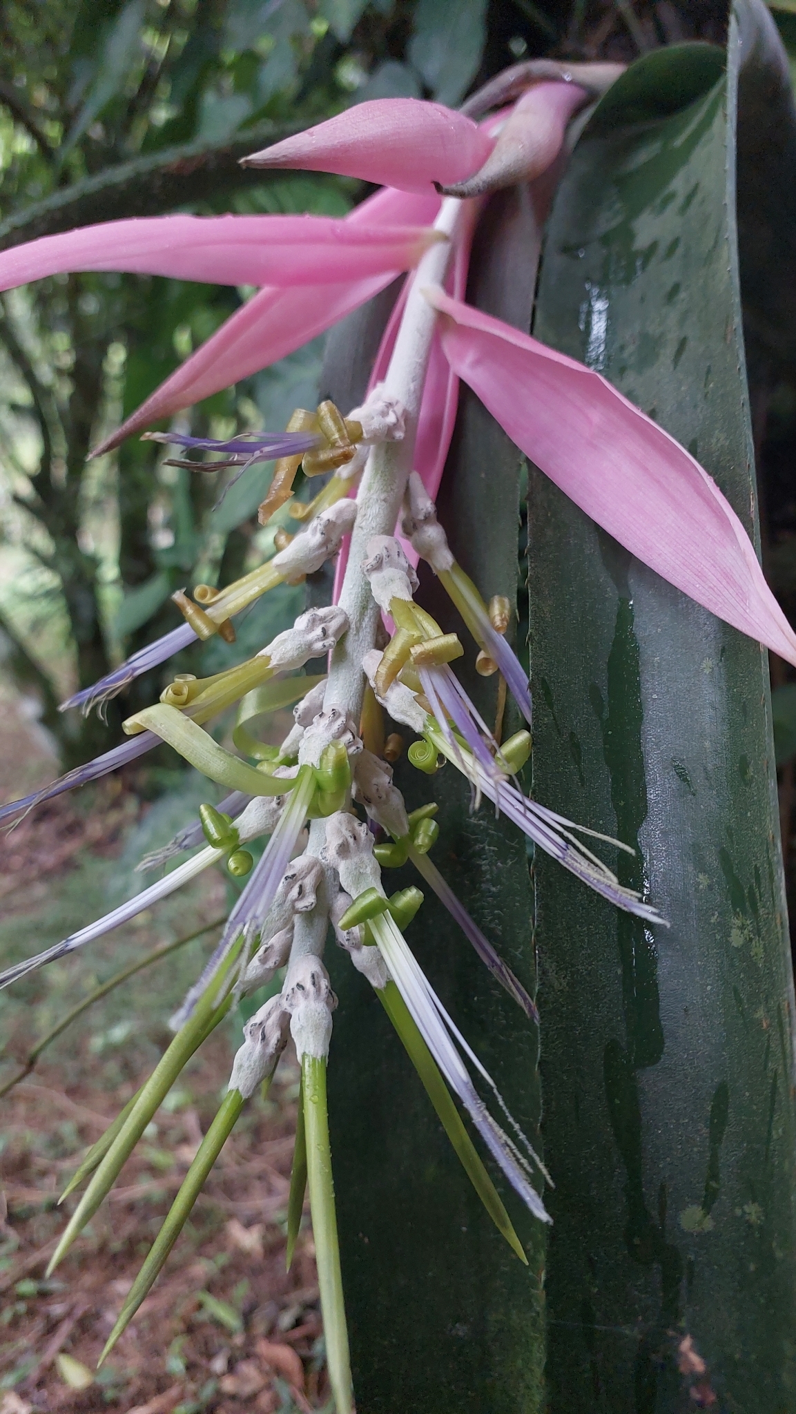 Imagem de Bilbergia-zebrina