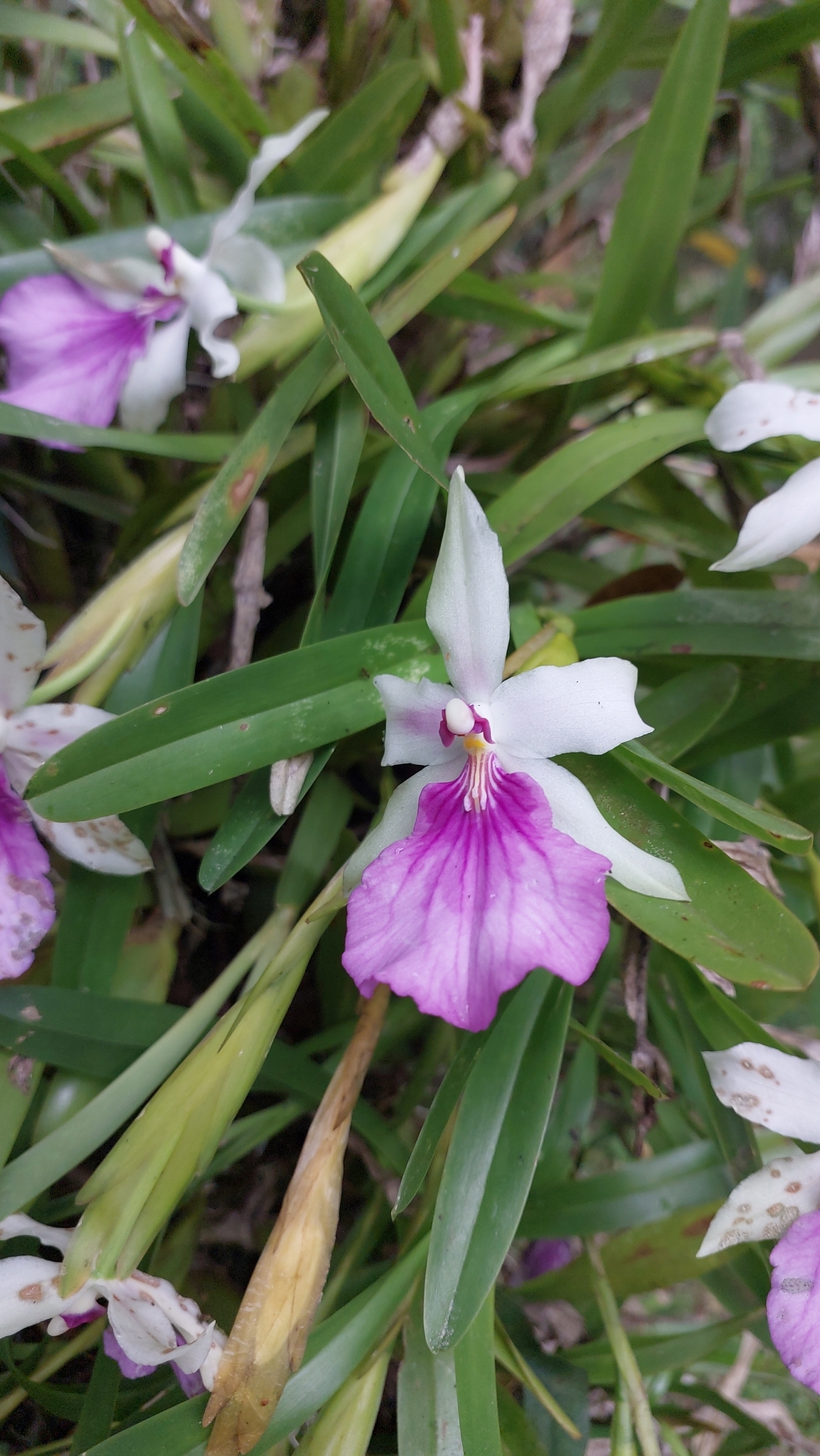 Imagem de Orquídea