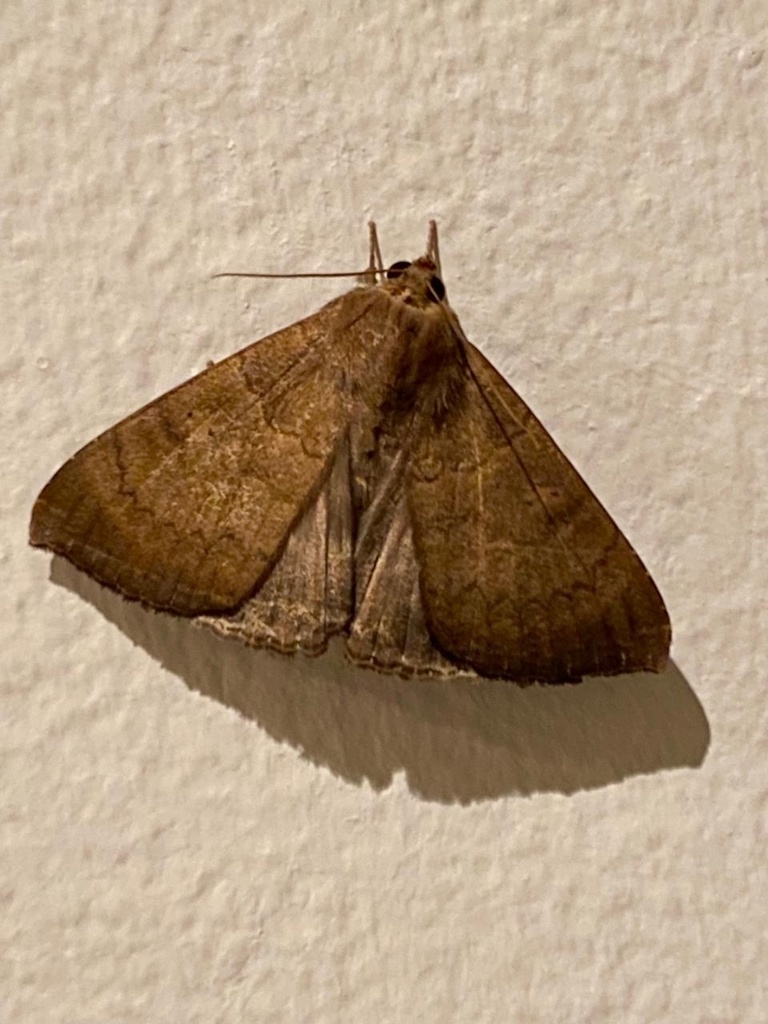 Achaea boris