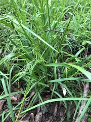Festuca paradoxa