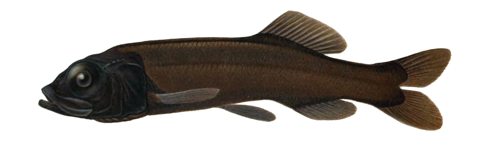 Smallscale Smooth-Head