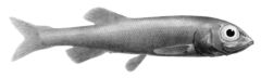 Smallscale Smooth-Head photo 2