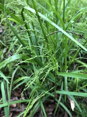 Festuca paradoxa