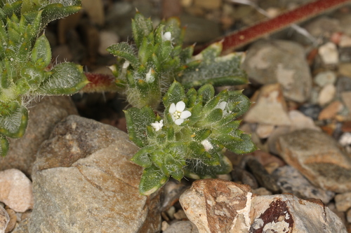 Image of Ipomopsis polycladon by (c) Steve Matson, some rights reserved (CC BY)