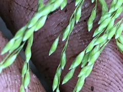 Festuca paradoxa