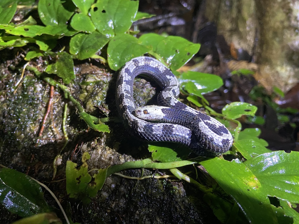 Asthenodipsas malaccanus in January 2024 by บังบียีใบ · iNaturalist