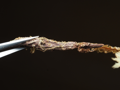 Plagiochila cuneata