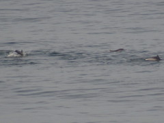 Delphinus