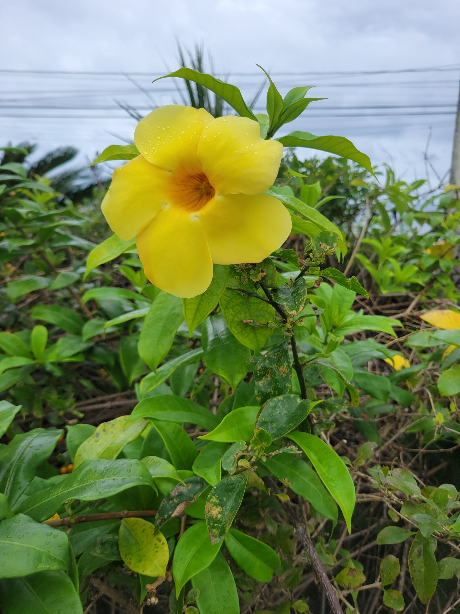 Imagem de Alamanda