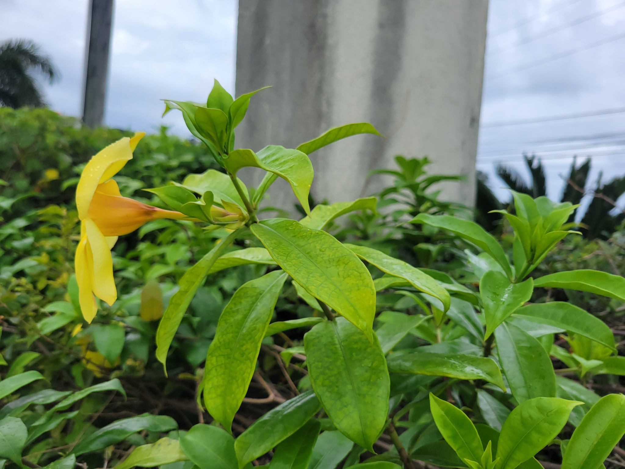 Imagem de Alamanda