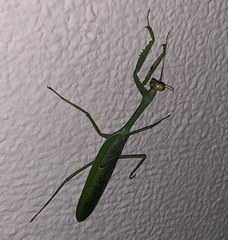 Stagmatoptera septentrionalis