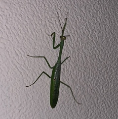 Stagmatoptera septentrionalis