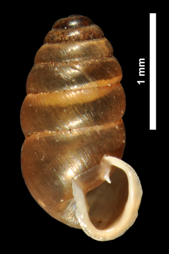 Common Chrysalis-Snail