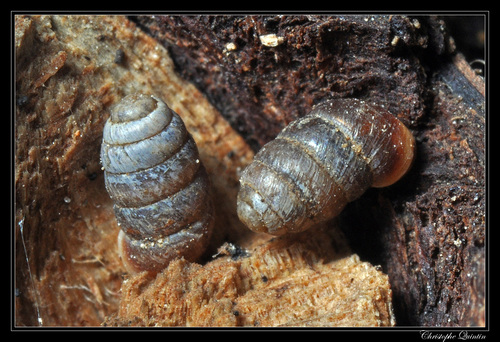 Common Chrysalis-Snail