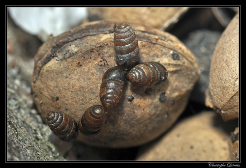 Common Chrysalis-Snail