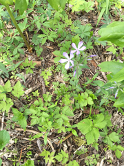 Phlox divaricata laphamii
