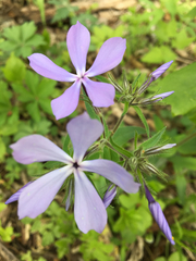 Phlox divaricata laphamii