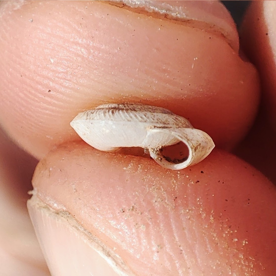 Caracollina lenticula