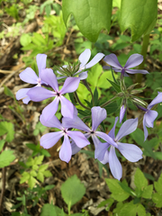 Phlox divaricata laphamii