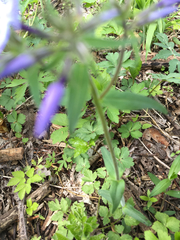 Phlox divaricata laphamii