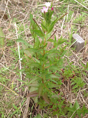 Epilobium ciliatum watsonii