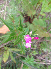 Epilobium ciliatum watsonii