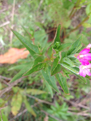 Epilobium ciliatum watsonii