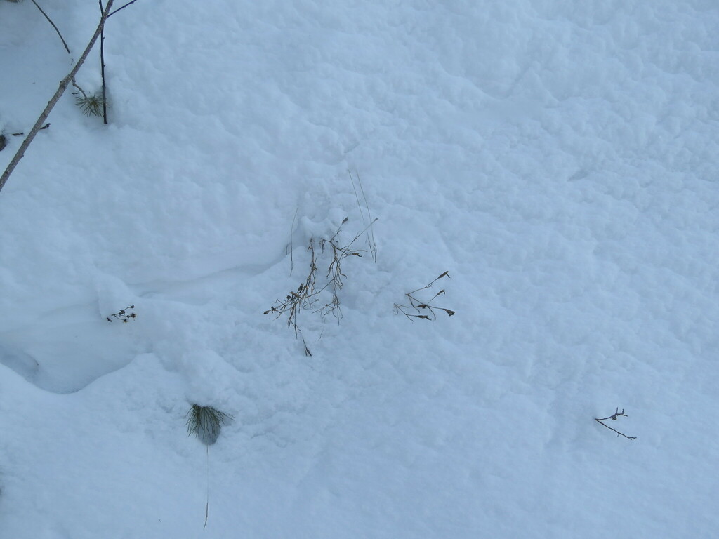 Foto de Cravina