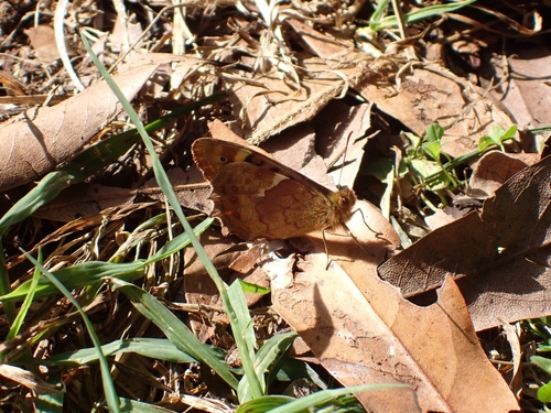 Canary Speckled Wood