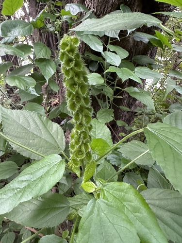 Acalypha pilosa