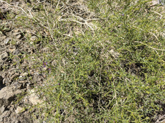 Fagonia laevis