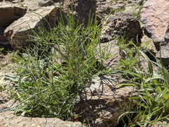 Chaenactis fremontii