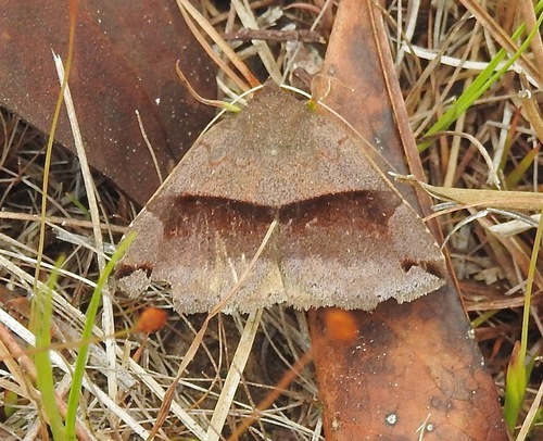 Gordonia Darkwing photo 2