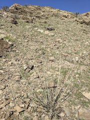 Hoffmannseggia microphylla