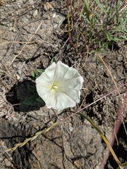 Calystegia collina