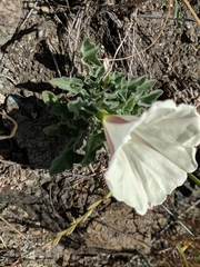 Calystegia collina