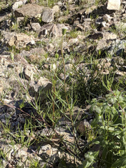 Chaenactis fremontii