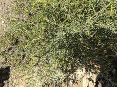 Fagonia laevis