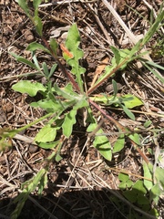 Silene gallica