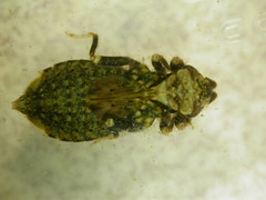 Stylogomphus albistylus