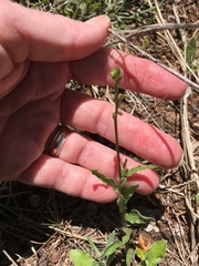 Silene gallica