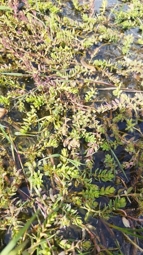 Image of Myriophyllum quitense by no rights reserved