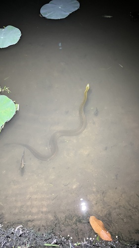 Rainbow Mud Snake